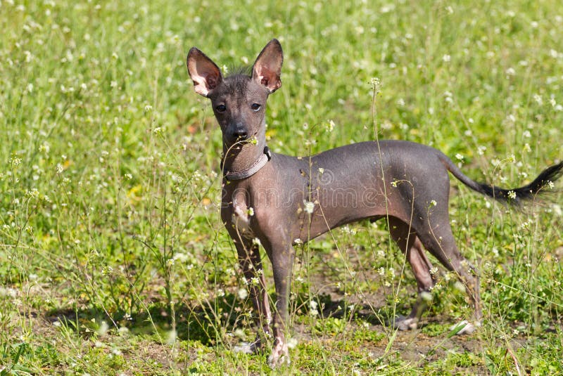 Chinese Crested-Hund stockfoto Chinese Crested-Hund stockfoto