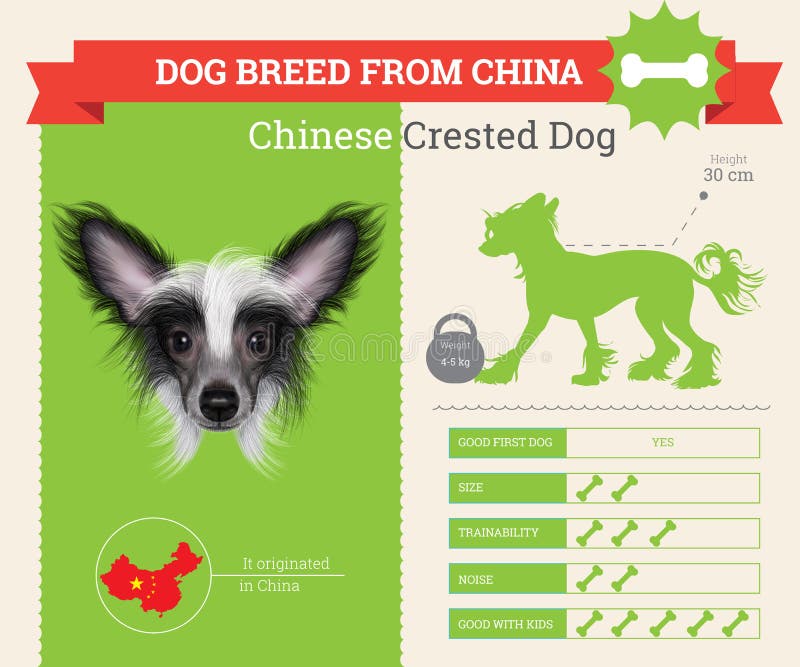 Chinese Crested-Hunderasse infographics lizenzfreie abbildung Chinese Crested-Hunderasse infographics lizenzfreie abbildung