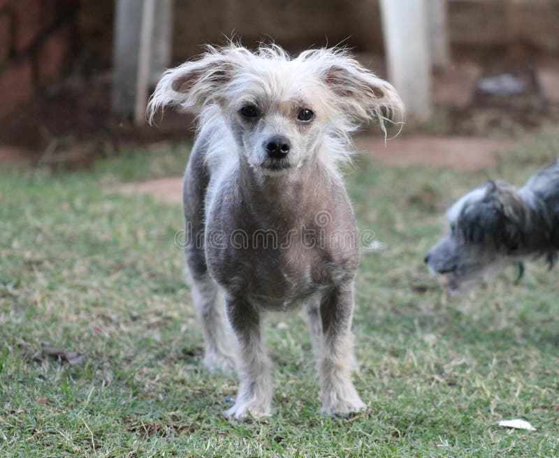 Chinese Crestedunbehaarter Weiblicher Hund Gimly Stockfoto Bild