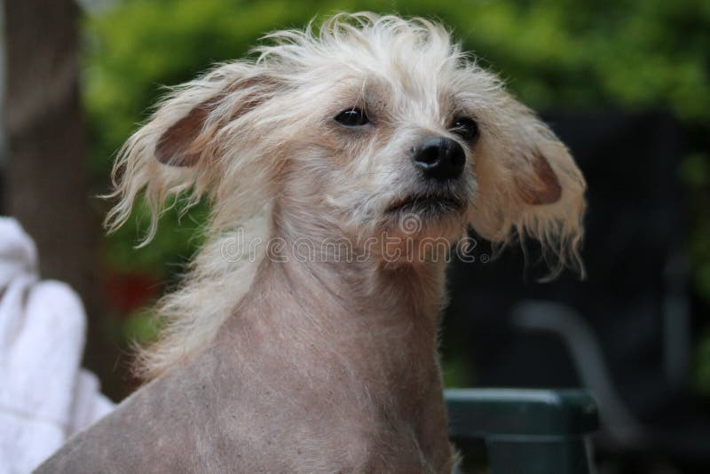 Chinese Crestedunbehaarter Weiblicher Hund Gimly Stockbild Bild