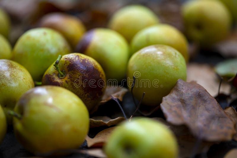 Chinese Dates, Winter Dates, Harvested, Mature, Sweet Color Stock Image