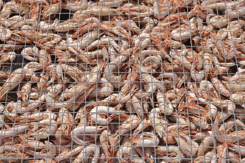 Chinese Dried Shrimp in the Making at Hong Kong 20 Aug 2021 Stock Photo Image of hong, fish