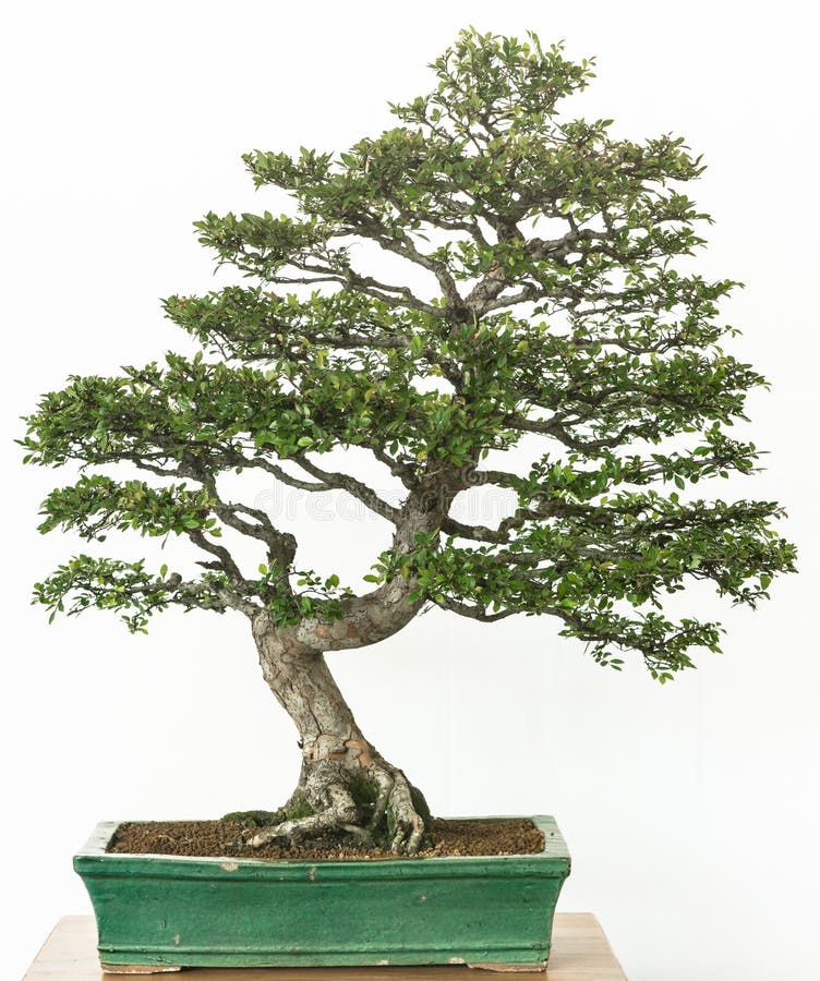 Chinese elm as bonsai tree royalty free stock photo