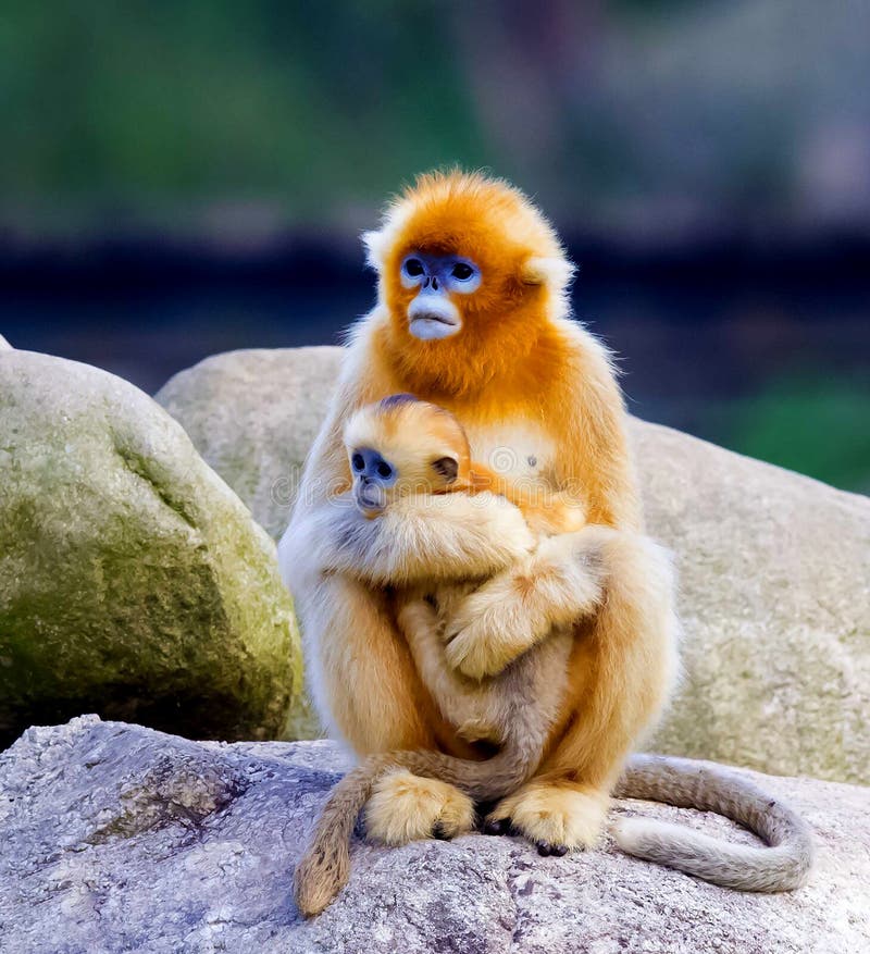 Golden monkey stock photo. Image of foraging, wild, background - 160331578