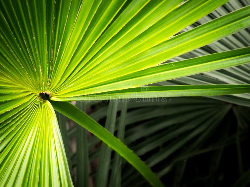 Chinese Fan Palm Leaf Spreading Stock Image Image of exotic, forest