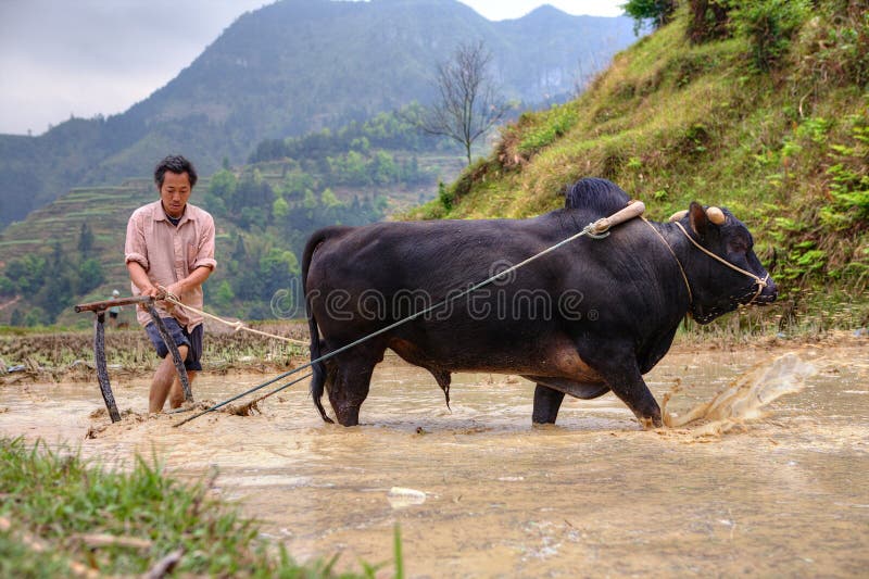 Chinese farmer cultivates rice field, his bull pulling a plow. royalty free stock images Chinese farmer cultivates rice field, his bull pulling a plow. royalty free stock images
