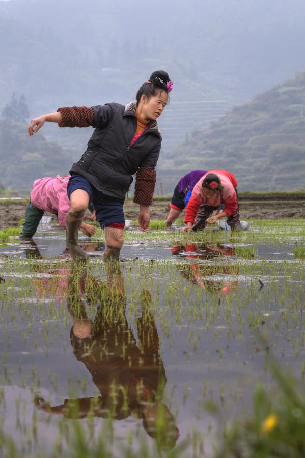 Download Chinese Farmer Girl Walks Barefoot Through Mud Of Paddy Field. Editorial Stock Photo - Image of hand, crop: 60000583