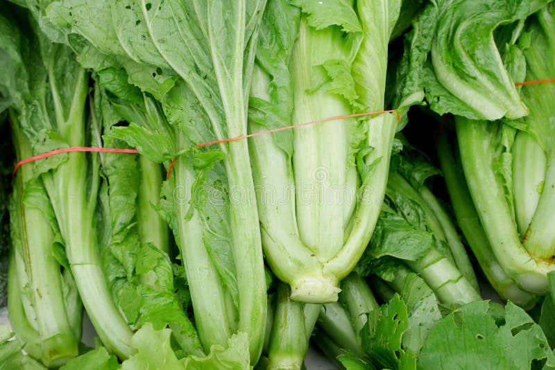 Chinese flowering cabbage stock photo. Image of organic 21443148