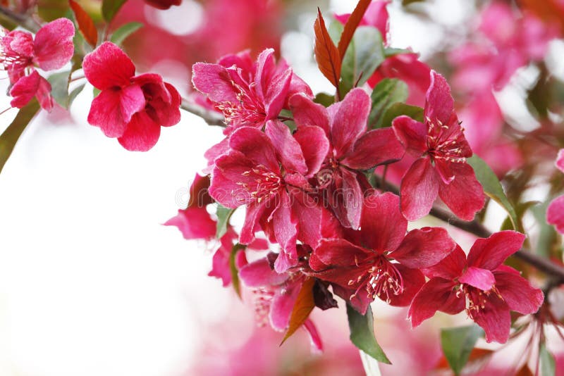 Chinese Flowering Crabapple Blooming Stock Photo Image of leaves