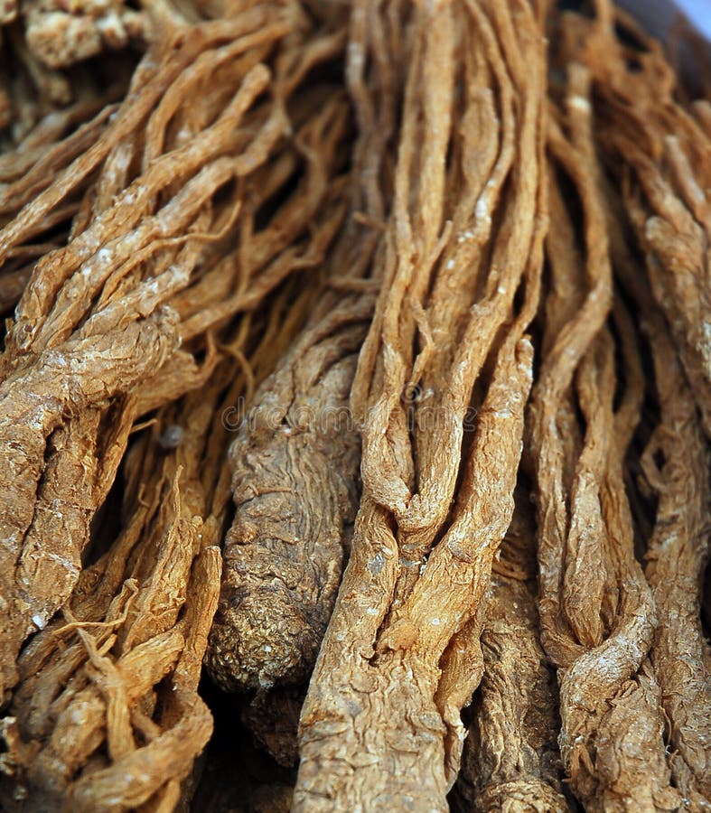 Chinese ginseng stock photo. Image of herb, alternative 1596734