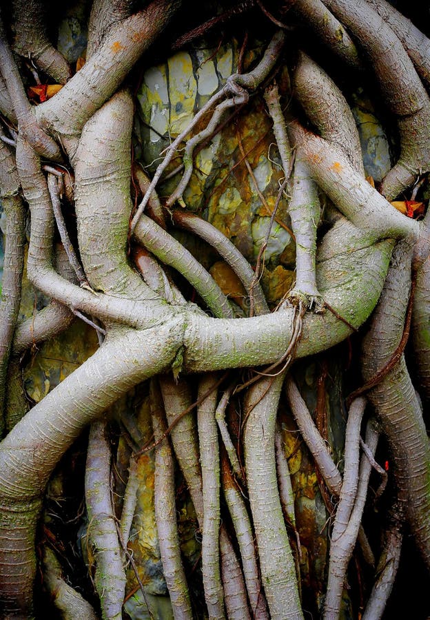 Chinese hackberry boomwortels stock foto Chinese hackberry boomwortels stock foto
