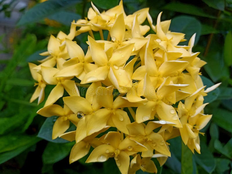 Chinese Ixora, Bright Yellow Flowers that are Small and Clustered Stock