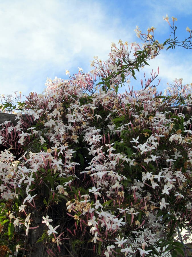 Chinese Jasmine China Jasmine Winter Jasmine Stock Image Image of