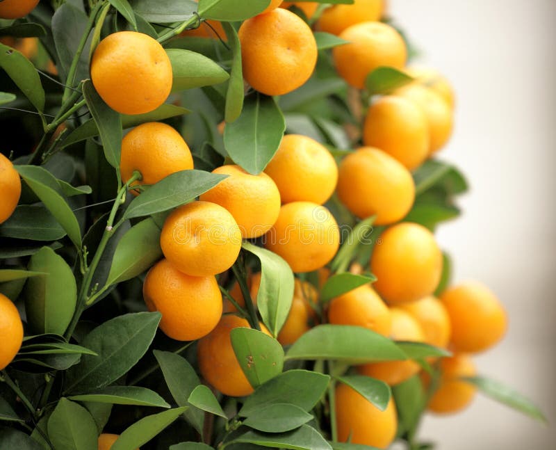 Chinese kumquat stock image. Image of kumquat, spring 16874383