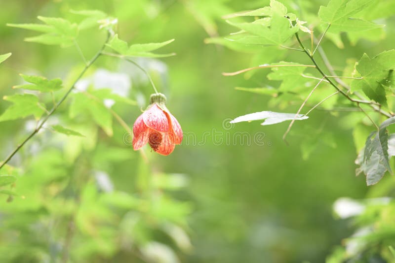 Chinese Lantern Tree Blossom, Tiger Eye, Stock Image Image of lantern