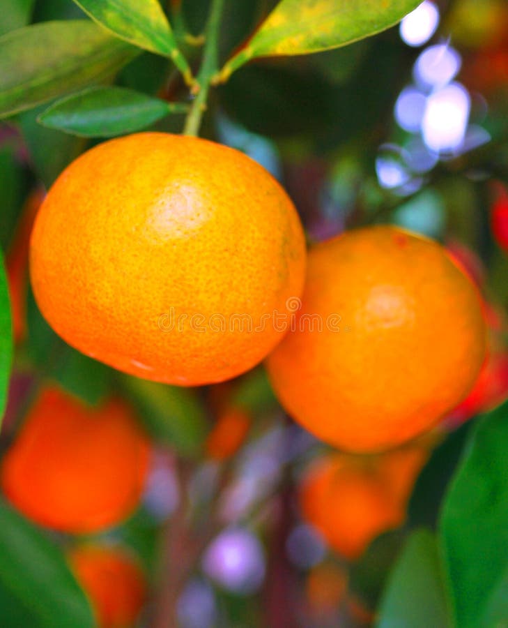 Chinese mandarin oranges stock image. Image of skin, leaf 8248873