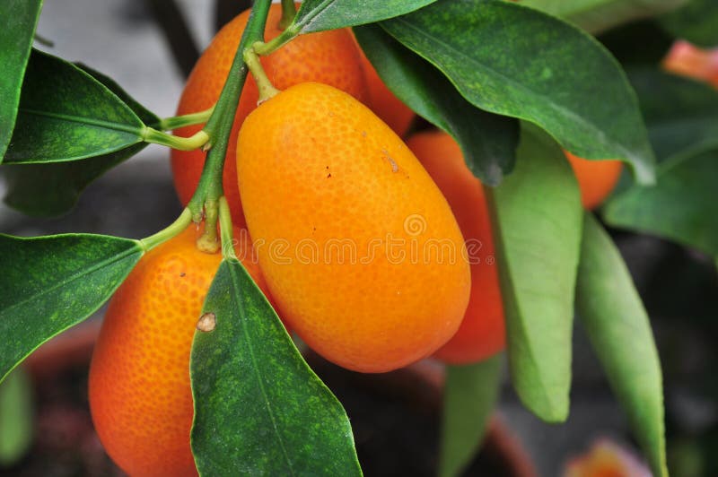 Chinese mandarins stock photo. Image of little, small 27199978