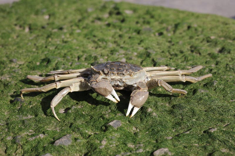 Chinese mitten crab, Eriocheir sinensis