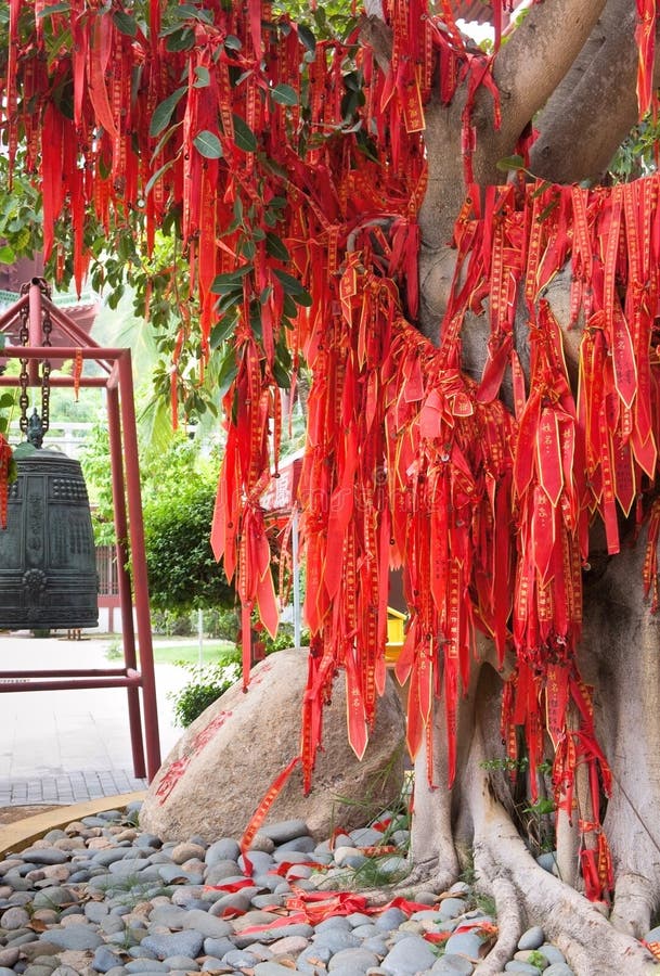 The Chinese Money Tree stock photo. Image of chinese 32551738