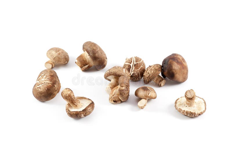 Chinese mushroom stock image. Image of shitake, healthy 41468281