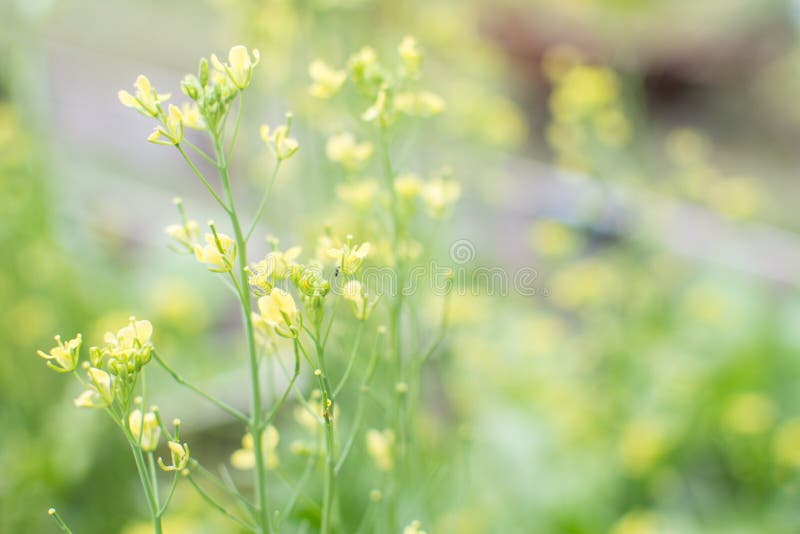 Chinese Mustard Yellow Flower Stock Image Image of farm, grow 223501115