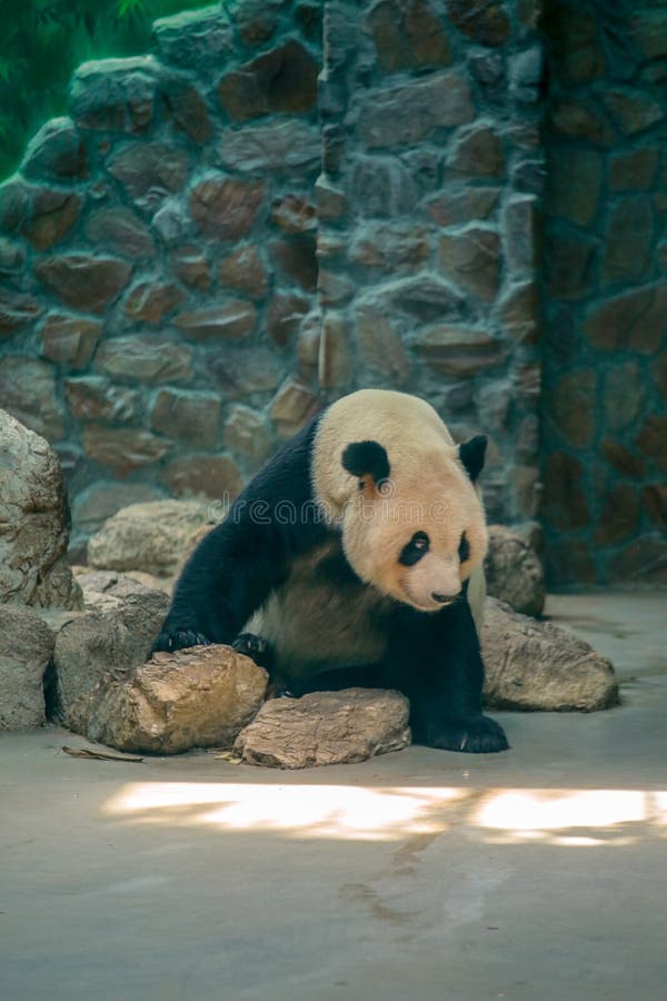 Chinese National Treasure Giant Panda Stock Image - Image of panda