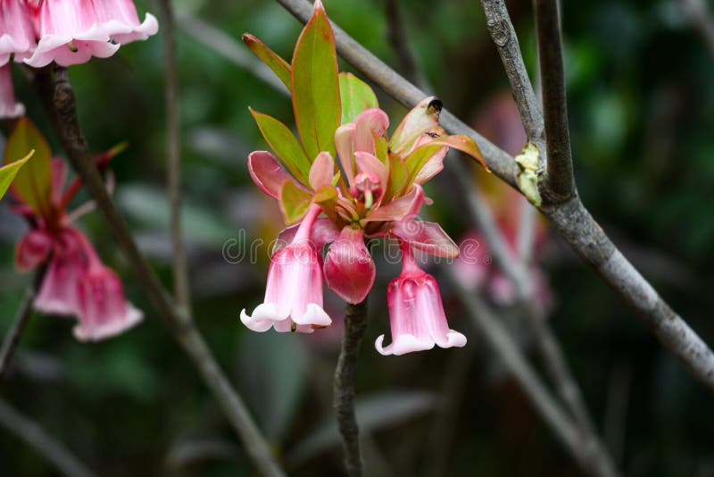 Chinese New Year Flower stock image. Image of plant 240407105