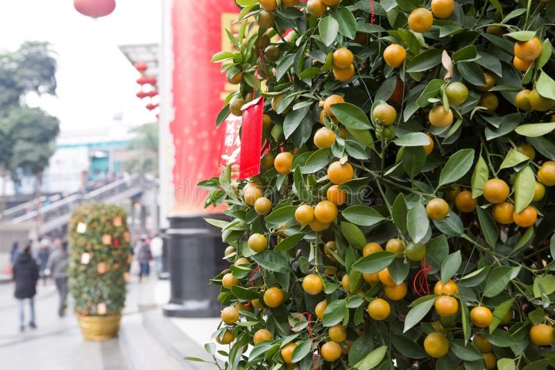 Chinese new year kumquat