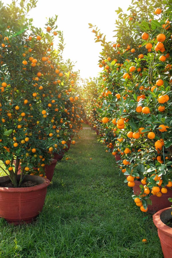 Chinese New Year Mandarine Trees for Sale Stock Photo Image of green