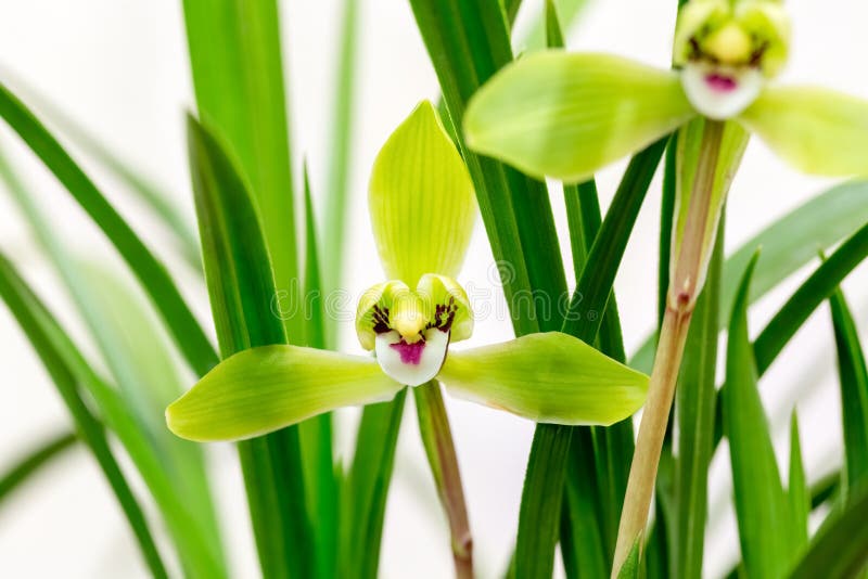 Chinese orchid closeup stock image. Image of bloom, macro 88237789