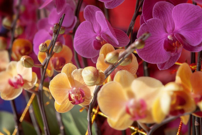 Chinese orchids stock photo. Image of life, growing, orchid 37023644
