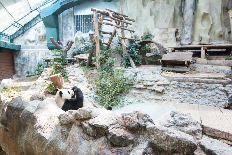 The chinese panda