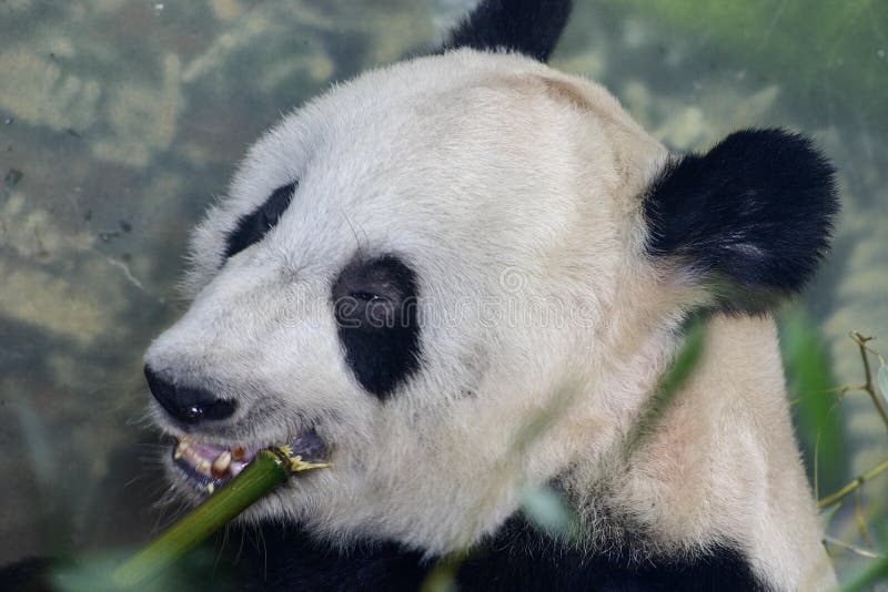 Chinese Panda eating reed at Memphis Zoo