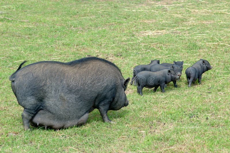 Chinese pig stock image. Image of rural, animal, countryside 1028893
