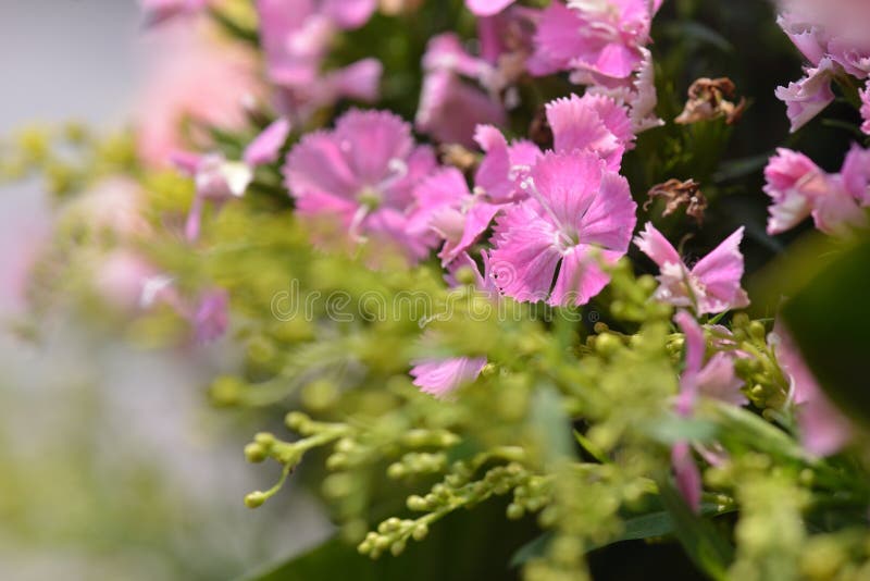 Chinese Pink Flower stock image. Image of lithophila 180653093