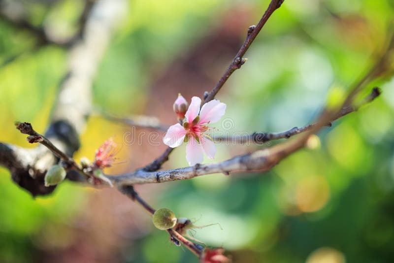 Chinese Plum Flower Blossom Closeup Stock Photo Image of japanese