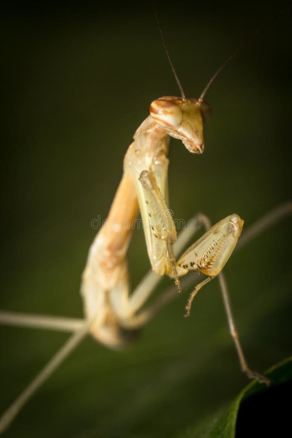 Chinese Praying Mantis stock image. Image of closeup 79395431