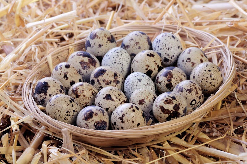 Little Basket of Quail Eggs Stock Image Image of chicken, healthy