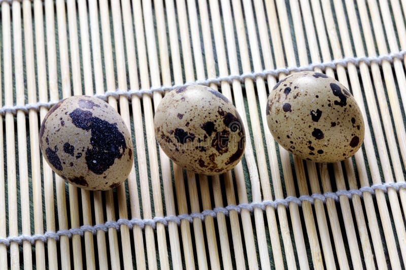 Chinese Quail and Basket of Quail Eggs Stock Image Image of animals