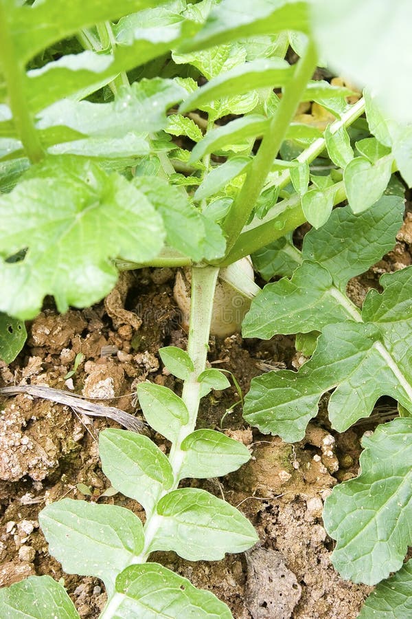 Chinese radish stock photo. Image of radish, vegetable 28492540