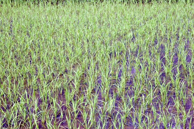 Chinese rice fields in Guilin