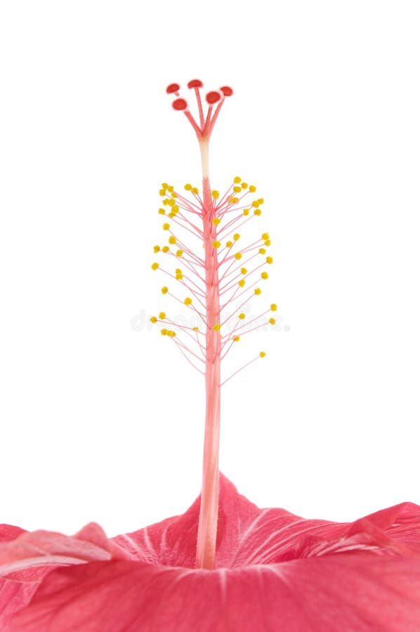 Chinese Rose on Black Background Stock Image Image of background