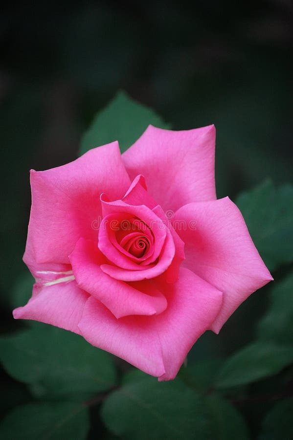 Chinese Rose on Black Background Stock Image Image of background