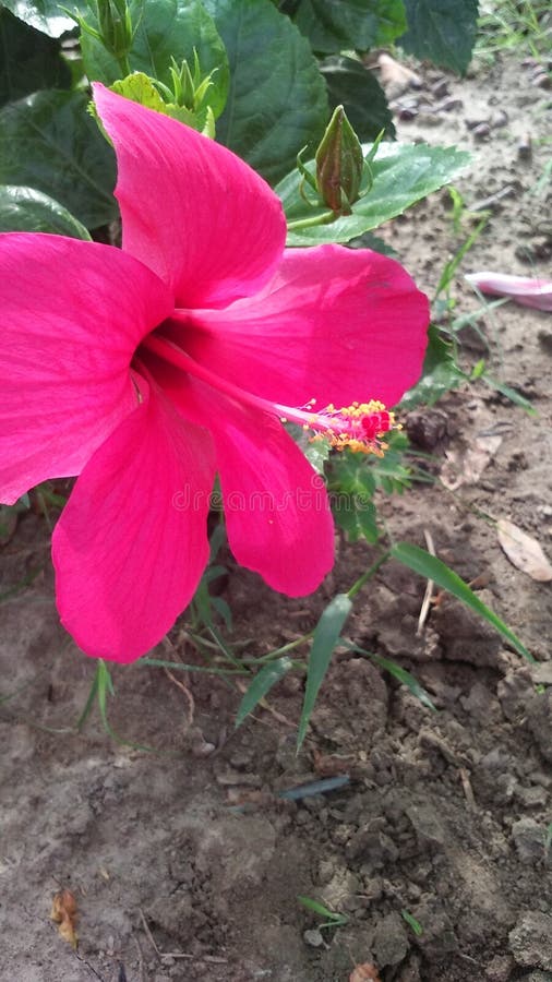 Chinese rose stock photo. Image of called, rose, gudhhal 121122570