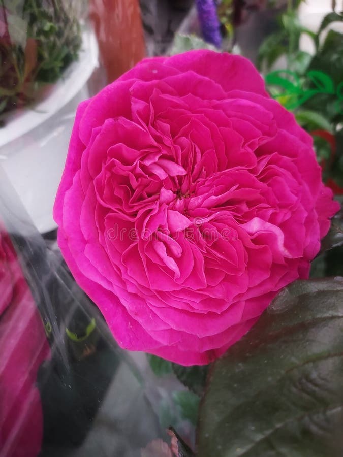 The Chinese Rose Flower Has a Fragrant Red in Bloom Stock Image Image