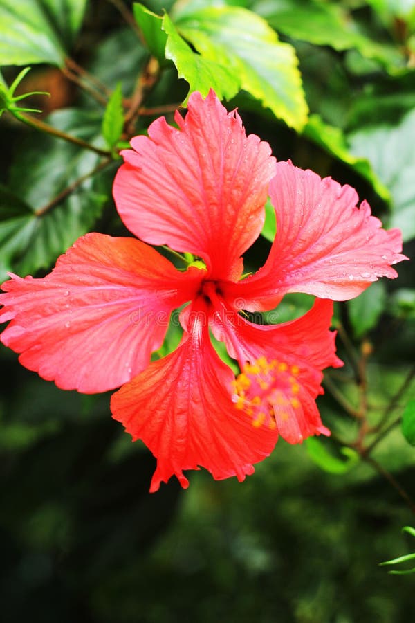 Chinese Rose Flower Red Flower Stock Photo Image of single