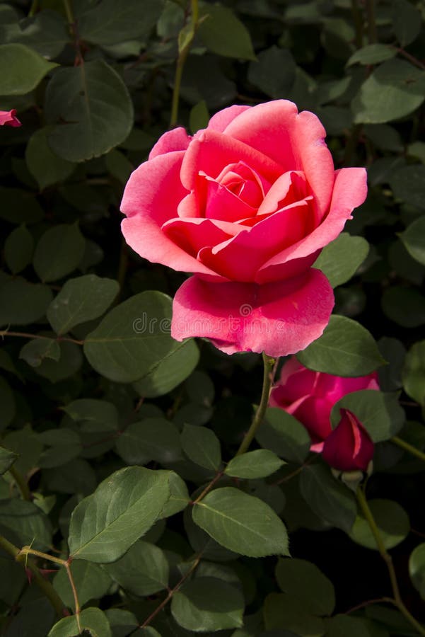 Chinese rose stock image. Image of queen, leisure, rose 40654087