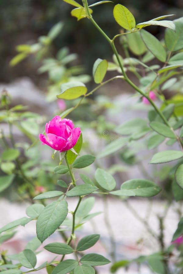 Chinese rose stock photo. Image of nature, landscape 83469266