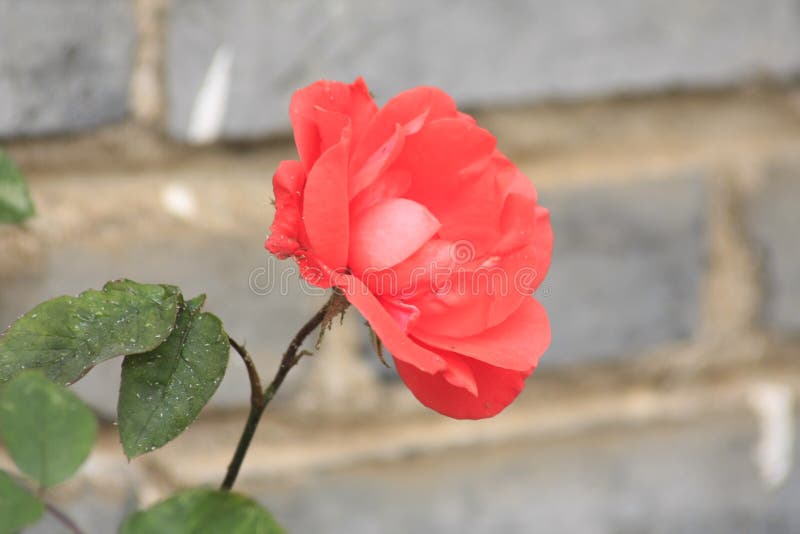 Chinese rose stock photo. Image of spring, single, leaf 92354296