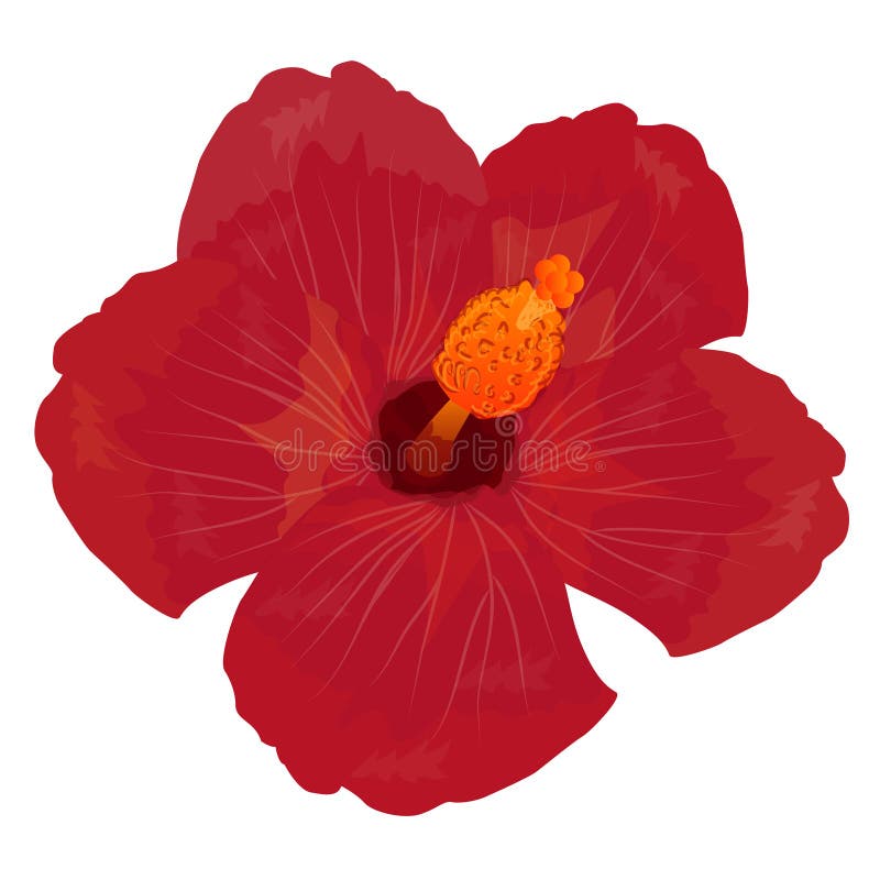 Chinese rose vector stock vector. Illustration of vector 121983460